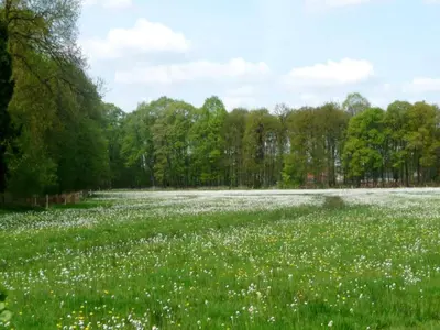 a field of white flowers in a field of grass at 6-Guest Escape with Private Garden & Wi-Fi in Ravels