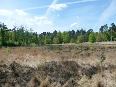 a field with dried grass and trees in the background at Two-Bedroom Retreat in the Heart of Kempen in Ravels