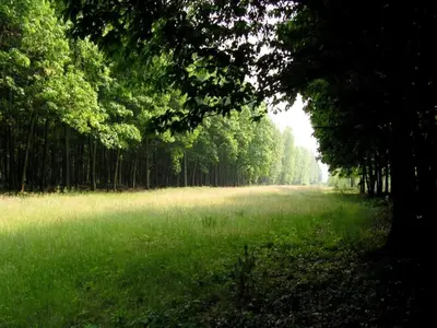 a field of green grass with trees in the background at 3-Bedroom Central Retreat in Ravels in Ravels