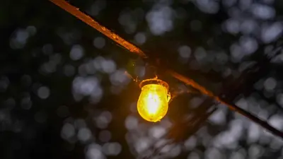 a light bulb hanging from a tree branch at AMANI - Aap in Lichtaart